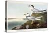 Havell's Tern and Trudeau's Tern, 1838-John James Audubon-Stretched Canvas