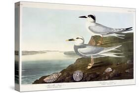 Havell's Tern and Trudeau's Tern, 1838-John James Audubon-Stretched Canvas