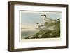 Havell’s Tern & Trudeau’s Tern-John James Audubon-Framed Art Print