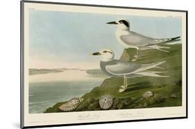 Havell’s Tern & Trudeau’s Tern-John James Audubon-Mounted Art Print