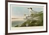 Havell’s Tern & Trudeau’s Tern-John James Audubon-Framed Art Print