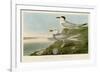 Havell’s Tern & Trudeau’s Tern-John James Audubon-Framed Art Print