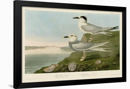 Havell’s Tern & Trudeau’s Tern-John James Audubon-Framed Art Print