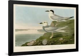 Havell’s Tern & Trudeau’s Tern-John James Audubon-Framed Art Print