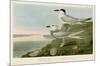 Havell’s Tern & Trudeau’s Tern-John James Audubon-Mounted Art Print