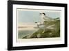 Havell’s Tern & Trudeau’s Tern-John James Audubon-Framed Giclee Print