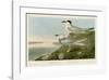 Havell’s Tern & Trudeau’s Tern-John James Audubon-Framed Giclee Print
