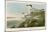 Havell’s Tern & Trudeau’s Tern-John James Audubon-Mounted Giclee Print