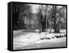 Havering in the Snow-null-Framed Stretched Canvas