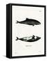 Haviside's Dolphin-null-Framed Stretched Canvas