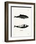 Haviside's Dolphin-null-Framed Premium Giclee Print