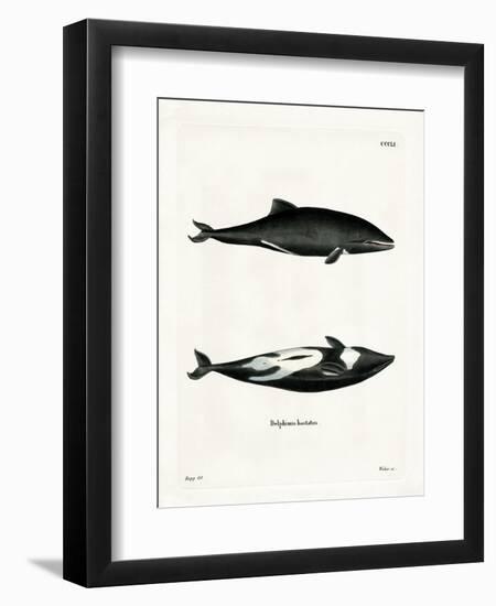 Haviside's Dolphin-null-Framed Premium Giclee Print