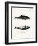 Haviside's Dolphin-null-Framed Premium Giclee Print