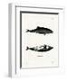 Haviside's Dolphin-null-Framed Premium Giclee Print