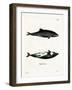 Haviside's Dolphin-null-Framed Giclee Print