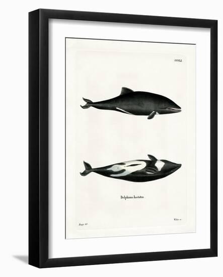 Haviside's Dolphin-null-Framed Giclee Print