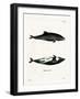 Haviside's Dolphin-null-Framed Giclee Print