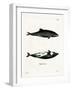 Haviside's Dolphin-null-Framed Giclee Print