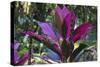 Hawaii Botanical Garden, Big Island, Hawaii, Hawaiian Ti Plant-Gayle Harper-Stretched Canvas