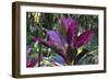 Hawaii Botanical Garden, Big Island, Hawaii, Hawaiian Ti Plant-Gayle Harper-Framed Photographic Print