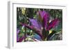 Hawaii Botanical Garden, Big Island, Hawaii, Hawaiian Ti Plant-Gayle Harper-Framed Photographic Print