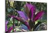 Hawaii Botanical Garden, Big Island, Hawaii, Hawaiian Ti Plant-Gayle Harper-Mounted Photographic Print