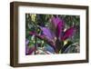 Hawaii Botanical Garden, Big Island, Hawaii, Hawaiian Ti Plant-Gayle Harper-Framed Photographic Print