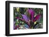 Hawaii Botanical Garden, Big Island, Hawaii, Hawaiian Ti Plant-Gayle Harper-Framed Photographic Print