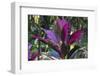 Hawaii Botanical Garden, Big Island, Hawaii, Hawaiian Ti Plant-Gayle Harper-Framed Photographic Print