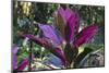 Hawaii Botanical Garden, Big Island, Hawaii, Hawaiian Ti Plant-Gayle Harper-Mounted Photographic Print