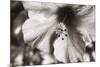 Hawaii, Kauai, Hibiscus-Savanah Stewart-Mounted Photographic Print