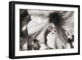 Hawaii, Kauai, Hibiscus-Savanah Stewart-Framed Photographic Print