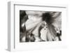 Hawaii, Kauai, Hibiscus-Savanah Stewart-Framed Photographic Print