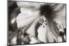 Hawaii, Kauai, Hibiscus-Savanah Stewart-Mounted Photographic Print