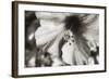 Hawaii, Kauai, Hibiscus-Savanah Stewart-Framed Photographic Print