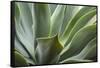 Hawaii, Maui, Agave Plant with Fresh Green Leaves-Terry Eggers-Framed Stretched Canvas