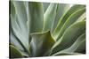 Hawaii, Maui, Agave Plant with Fresh Green Leaves-Terry Eggers-Stretched Canvas