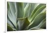 Hawaii, Maui, Agave Plant with Fresh Green Leaves-Terry Eggers-Framed Photographic Print