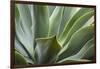 Hawaii, Maui, Agave Plant with Fresh Green Leaves-Terry Eggers-Framed Photographic Print