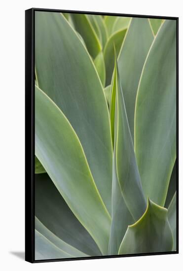 Hawaii, Maui, Agave Plant with Fresh Green Leaves-Terry Eggers-Framed Stretched Canvas