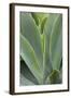 Hawaii, Maui, Agave Plant with Fresh Green Leaves-Terry Eggers-Framed Photographic Print