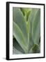 Hawaii, Maui, Agave Plant with Fresh Green Leaves-Terry Eggers-Framed Photographic Print