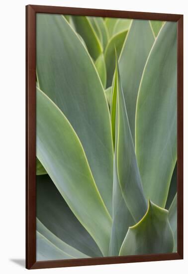 Hawaii, Maui, Agave Plant with Fresh Green Leaves-Terry Eggers-Framed Photographic Print