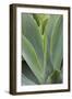 Hawaii, Maui, Agave Plant with Fresh Green Leaves-Terry Eggers-Framed Photographic Print