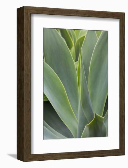 Hawaii, Maui, Agave Plant with Fresh Green Leaves-Terry Eggers-Framed Photographic Print