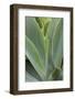 Hawaii, Maui, Agave Plant with Fresh Green Leaves-Terry Eggers-Framed Photographic Print