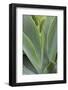 Hawaii, Maui, Agave Plant with Fresh Green Leaves-Terry Eggers-Framed Photographic Print