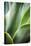 Hawaii, Maui, Agave Plant with Fresh Green Leaves-Terry Eggers-Stretched Canvas