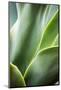 Hawaii, Maui, Agave Plant with Fresh Green Leaves-Terry Eggers-Mounted Photographic Print