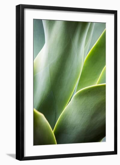 Hawaii, Maui, Agave Plant with Fresh Green Leaves-Terry Eggers-Framed Photographic Print